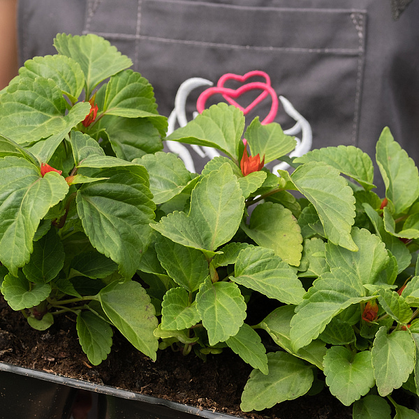 Купить Рассада Сальвия сверкающая кассета 6 ячеек в  с бесплатной доставкой: цена, фото, описание